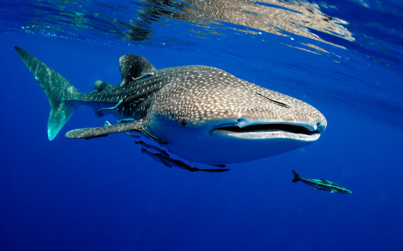 Whale Shark